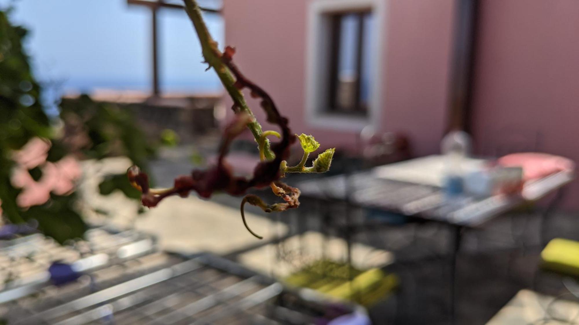 Horizon Pantelleria Bed & Breakfast Campobello Eksteriør bilde